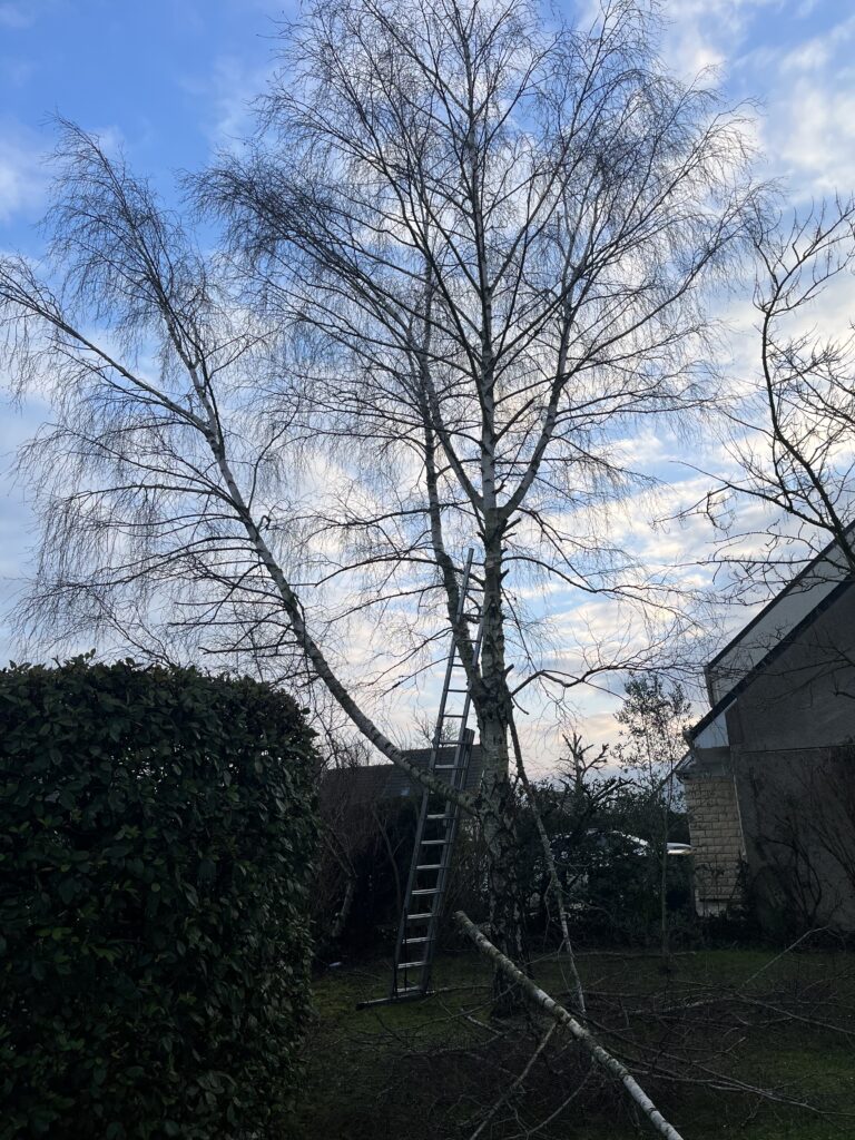 Élagage d’un bouleau à l’échelle dans un jardin de particulier