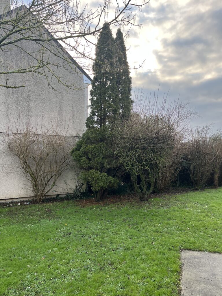Conifère et haie en bordure d’une pelouse dans un jardin