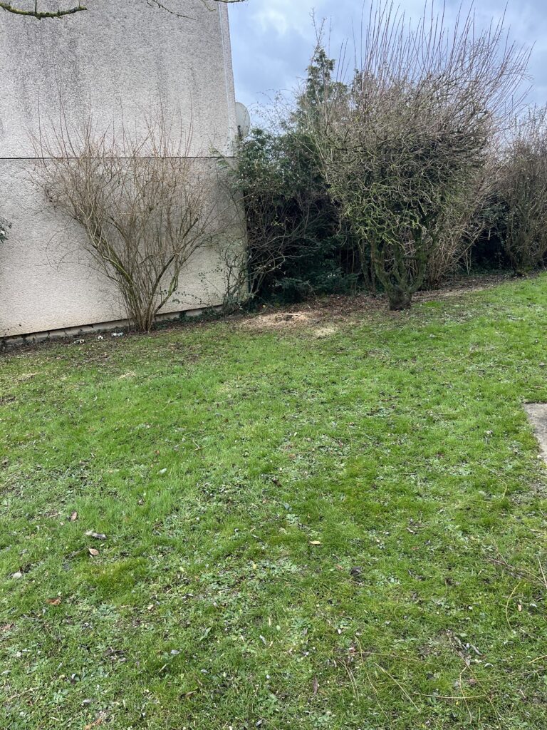 Fond de jardin avec haie taillée et pelouse
