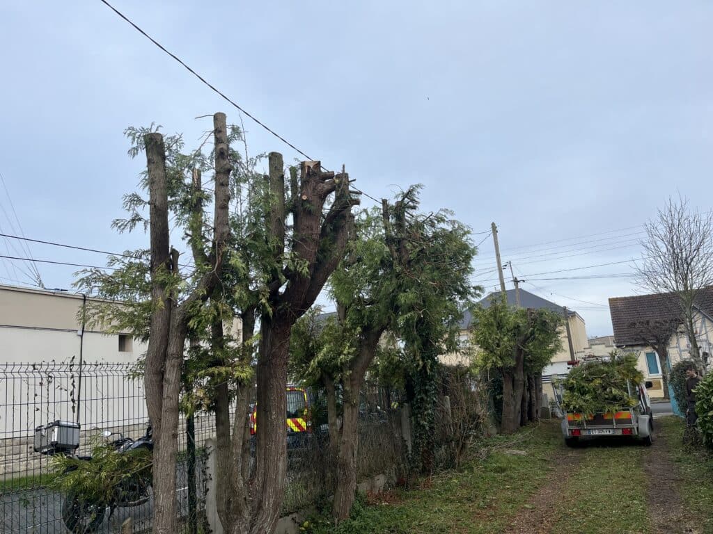 Arbres fortement élagués le long d’un chemin de jardin