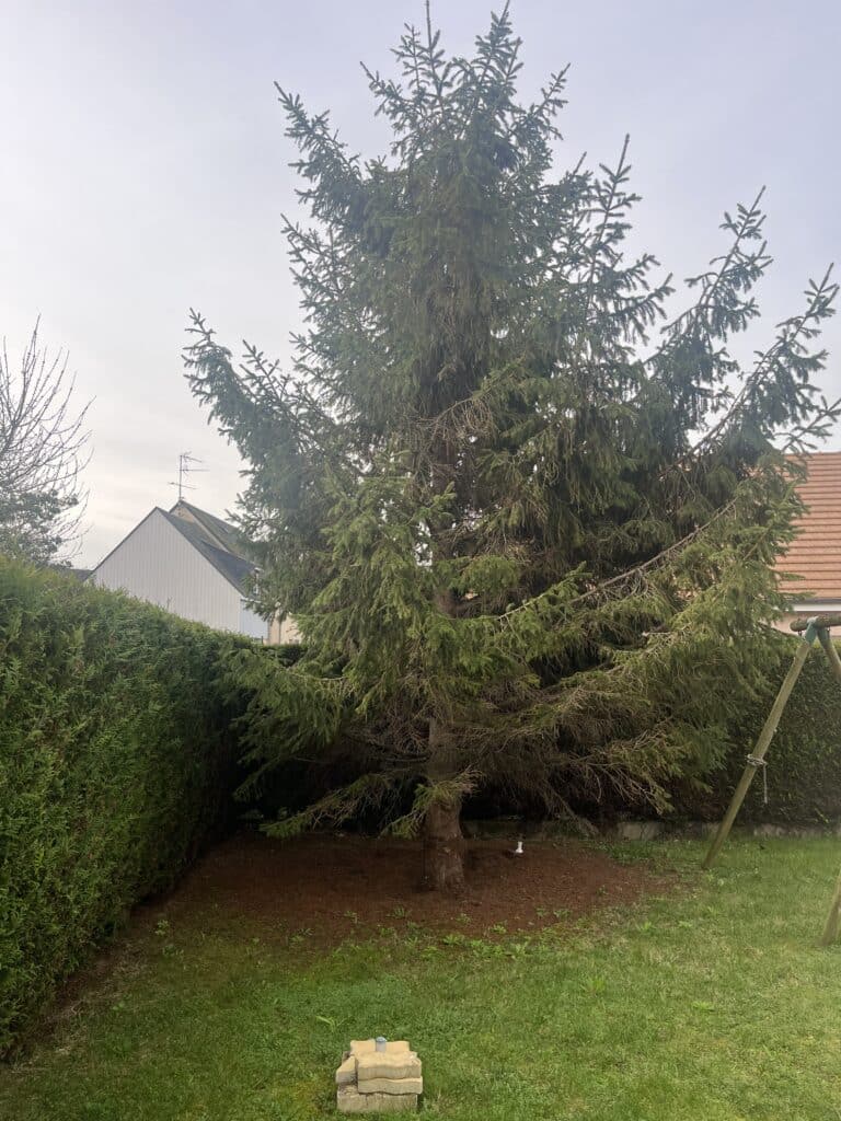 Sapin au fond d’un jardin entouré d’une haie taillée